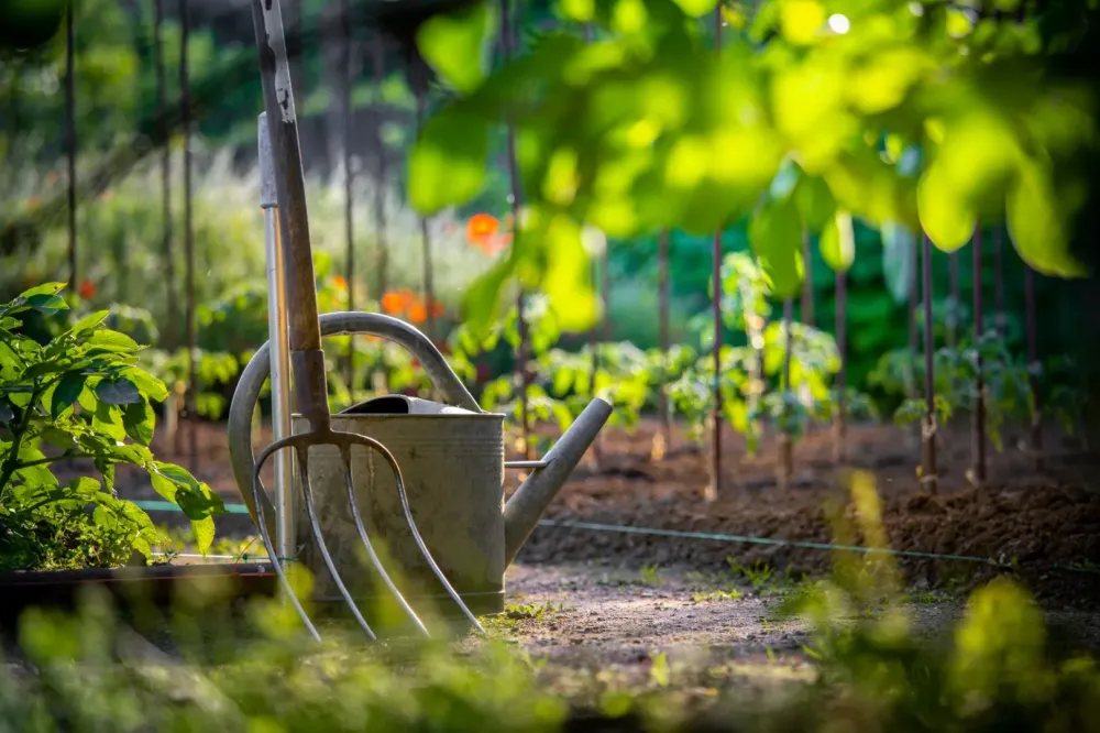 Jardin potager